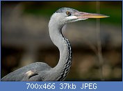 Cliquez sur l'image pour la voir en taille r�elle

Nom : 1280px-GIPE25_-_heron_(by-sa)_(1).jpg
Affichages : 120
Taille : 37,3 Ko
ID : 97285