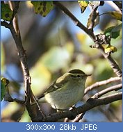 Cliquez sur l'image pour la voir en taille r�elle

Nom : 1410155e3e2518204820-pouillot-grands-sourcils-710x1000.jpg
Affichages : 184
Taille : 28,4 Ko
ID : 97301