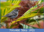 Cliquez sur l'image pour la voir en taille r�elle

Nom : pouillot a grand sourcils (1).jpg
Affichages : 145
Taille : 56,5 Ko
ID : 97303