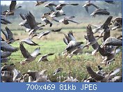 Cliquez sur l'image pour la voir en taille r�elle

Nom : 1280px-Pink-footed_Geese,_Martin_Mere.jpg
Affichages : 1402
Taille : 80,7 Ko
ID : 97325