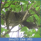 Cliquez sur l'image pour la voir en taille relle

Nom : epervier-jardin-etourneau.jpg
Affichages : 803
Taille : 32,9 Ko
ID : 97690