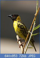 Cliquez sur l'image pour la voir en taille r�elle

Nom : Ploceus_cucullatus_nigriceps_(male_portrait).jpg
Affichages : 145
Taille : 72,1 Ko
ID : 97977