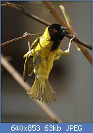 Cliquez sur l'image pour la voir en taille r�elle

Nom : Ploceus_cucullatus_nigriceps_(male_hanging).jpg
Affichages : 157
Taille : 63,2 Ko
ID : 97978