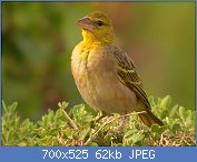 Cliquez sur l'image pour la voir en taille r�elle

Nom : Ploceus_cucullatus_040216_1rw.jpg
Affichages : 155
Taille : 62,1 Ko
ID : 97979