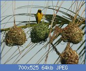 Cliquez sur l'image pour la voir en taille r�elle

Nom : Ploceus_cucullatus_050728_23rw.jpg
Affichages : 169
Taille : 64,5 Ko
ID : 97980