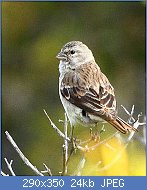 Cliquez sur l'image pour la voir en taille r�elle

Nom : 290px-Crithagra_alario_-Namaqua_National_Park,_Northern_Cape,_South_Africa_-female-6.jpg
Affichages : 1042
Taille : 23,8 Ko
ID : 97986
