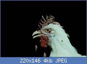 Cliquez sur l'image pour la voir en taille relle

Nom : 220px-Avian_pox_-_skin_affected_(chicken).jpg
Affichages : 1974
Taille : 3,8 Ko
ID : 98787