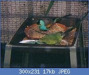 Cliquez sur l'image pour la voir en taille relle

Nom : 300px-Psephotus_chrysopterygius1.jpg
Affichages : 3230
Taille : 17,3 Ko
ID : 99033