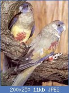 Cliquez sur l'image pour la voir en taille relle

Nom : Psephotus_h_haematogaster.jpg
Affichages : 3126
Taille : 10,6 Ko
ID : 99056