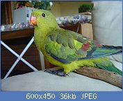 Cliquez sur l'image pour la voir en taille relle

Nom : Polytelis_anthopeplus_-pet-6.jpg
Affichages : 1253
Taille : 36,4 Ko
ID : 99119