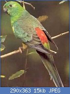 Cliquez sur l'image pour la voir en taille relle

Nom : 290px-Psephotus_haematonotus.jpg
Affichages : 5222
Taille : 15,3 Ko
ID : 99132