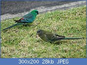Cliquez sur l'image pour la voir en taille relle

Nom : 300px-Redrumpedparrot.jpg
Affichages : 4936
Taille : 27,9 Ko
ID : 99133