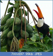 Cliquez sur l'image pour la voir en taille relle

Nom : Toco_Toucan_(Ramphastos_toco)_eating_papaya_..._(28491142805).jpg
Affichages : 59
Taille : 99,1 Ko
ID : 117920