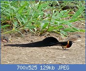 Cliquez sur l'image pour la voir en taille relle

Nom : Long-tailed_Paradise-Whydah_(Vidua_paradisea)_and_Cut-throat_Finches_(Amadina_fasciata)_(6046350.jpg
Affichages : 63
Taille : 128,6 Ko
ID : 119089