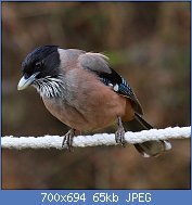 Cliquez sur l'image pour la voir en taille relle

Nom : 1280px-Black_Headed_Jay.jpg
Affichages : 69
Taille : 64,7 Ko
ID : 118478