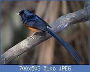 Cliquez sur l'image pour la voir en taille relle

Nom : 1280px-Copsychus_malabaricus_male_-_Khao_Yai.jpg
Affichages : 73
Taille : 50,6 Ko
ID : 118435