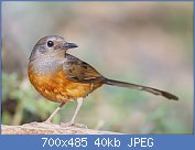 Cliquez sur l'image pour la voir en taille relle

Nom : 1280px-Copsychus_malabaricus_-_Khao_Yai.jpg
Affichages : 66
Taille : 39,9 Ko
ID : 118436