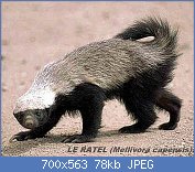 Cliquez sur l'image pour la voir en taille relle

Nom : Honey_badger.jpg
Affichages : 48
Taille : 78,0 Ko
ID : 122642