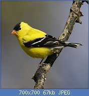 Cliquez sur l'image pour la voir en taille relle

Nom : 800px-Carduelis-tristis-002.jpg
Affichages : 60
Taille : 67,2 Ko
ID : 111678