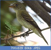 Cliquez sur l'image pour la voir en taille relle

Nom : 1024px-Southwestern_Willow_Flycatcher.jpg
Affichages : 54
Taille : 59,9 Ko
ID : 111679