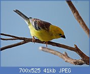 Cliquez sur l'image pour la voir en taille relle

Nom : 1280px-Sudan_Golden_Sparrow_RWD3.jpg
Affichages : 62
Taille : 41,2 Ko
ID : 118508