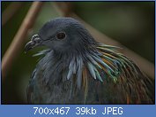 Cliquez sur l'image pour la voir en taille relle

Nom : nicobar-pigeon-7.jpg
Affichages : 42
Taille : 38,9 Ko
ID : 112857