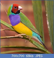 Cliquez sur l'image pour la voir en taille relle

Nom : Male_adult_Gouldian_Finch.jpg
Affichages : 96
Taille : 67,6 Ko
ID : 118580