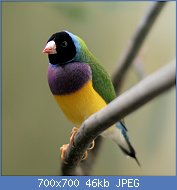 Cliquez sur l'image pour la voir en taille relle

Nom : 1024px-Erythrura_gouldiae_-Frankfurt_Zoo_-black_headed-8a-3cp.jpg
Affichages : 82
Taille : 45,8 Ko
ID : 118581