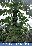 Cliquez sur l'image pour la voir en taille relle

Nom : Papaya_tree_DRC.jpg
Affichages : 273
Taille : 198,0 Ko
ID : 123206