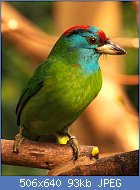 Cliquez sur l'image pour la voir en taille relle

Nom : Blue-throated_Barbet_(8579595305).jpg
Affichages : 31
Taille : 92,7 Ko
ID : 118211