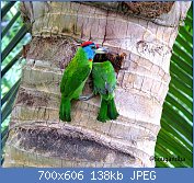 Cliquez sur l'image pour la voir en taille relle

Nom : BLUE_THROATED_BARBET-নীলগলা_বসন্.jpg
Affichages : 32
Taille : 137,7 Ko
ID : 118216