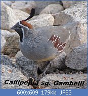 Cliquez sur l'image pour la voir en taille relle

Nom : Callipepla_gambelii_male_(1).jpg
Affichages : 90
Taille : 178,7 Ko
ID : 116588