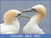 Cliquez sur l'image pour la voir en taille relle

Nom : 1280px-Two_Gannets_edit_2 (Copy).jpg
Affichages : 91
Taille : 34,3 Ko
ID : 110520