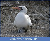 Cliquez sur l'image pour la voir en taille relle

Nom : 1024px-Nazca_booby_chick_and_egg (Copy).jpg
Affichages : 87
Taille : 105,2 Ko
ID : 110528