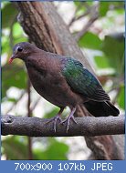 Cliquez sur l'image pour la voir en taille relle

Nom : 800px-Emerald_Dove_Chalcophaps_indica_by_Female_Dr._Raju_Kasambe_DSCN1106_(7).jpg
Affichages : 93
Taille : 107,0 Ko
ID : 119209