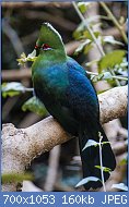 Cliquez sur l'image pour la voir en taille relle

Nom : Knysna_turaco.jpg
Affichages : 77
Taille : 160,0 Ko
ID : 118734