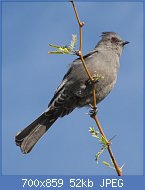 Cliquez sur l'image pour la voir en taille relle

Nom : Phainopepla_nitens_F.jpg
Affichages : 31
Taille : 51,8 Ko
ID : 117250