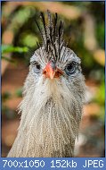 Cliquez sur l'image pour la voir en taille relle

Nom : 800px-Cariama_cristata_(Rotfuseriema_-_Red-legged_Seriema)_-_Weltvogelpark_Walsrode_2013-03.jpg
Affichages : 49
Taille : 152,2 Ko
ID : 121327