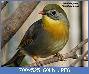 Cliquez sur l'image pour la voir en taille relle

Nom : 1280px-Leiothrix_lutea_(Avifauna,_NL).jpg
Affichages : 288
Taille : 59,7 Ko
ID : 117213