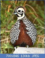 Cliquez sur l'image pour la voir en taille relle

Nom : 072_-_MONTEZUMA_QUAIL_(8-20-2014)_78_circulo_montana,_patagonia_lake_ranch_estates,_scc,_az_-11_.jpg
Affichages : 260
Taille : 129,8 Ko
ID : 123420