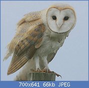 Cliquez sur l'image pour la voir en taille relle

Nom : Flickr_-_Rainbirder_-_Barn_Owl_(Tyto_alba).jpg
Affichages : 265
Taille : 65,7 Ko
ID : 123533