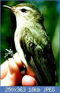 Cliquez sur l'image pour la voir en taille relle

Nom : Vireo_gilvus.jpg
Affichages : 60
Taille : 17,7 Ko
ID : 112505