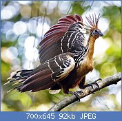 Cliquez sur l'image pour la voir en taille relle

Nom : 1280px-Hoatzin.jpg
Affichages : 87
Taille : 91,9 Ko
ID : 118826