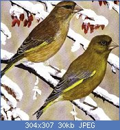 Cliquez sur l'image pour la voir en taille relle

Nom : VERDIER D'EUROPE  (CARDUELIS CHLORIS).jpg
Affichages : 2217
Taille : 30,0 Ko
ID : 65513