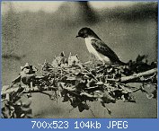 Cliquez sur l'image pour la voir en taille relle

Nom : American_ornithology,_for_home_and_school_(1905)_(14752389691).jpg
Affichages : 54
Taille : 103,6 Ko
ID : 122699