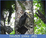 Cliquez sur l'image pour la voir en taille relle

Nom : 1280px-Oriental_Pied_hornbill_male2.jpg
Affichages : 64
Taille : 100,5 Ko
ID : 120390