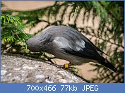 Cliquez sur l'image pour la voir en taille relle

Nom : 41280px-Sturnia_sinensis_(Mandarinstar_-_White-shouldered_Starling)_-_Weltvogelpark_Walsrode_201.jpg
Affichages : 72
Taille : 77,3 Ko
ID : 119751