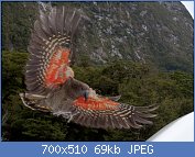 Cliquez sur l'image pour la voir en taille relle

Nom : Kea_about_to_land,_displaying_orange_underside_of_wing.jpg
Affichages : 374
Taille : 69,4 Ko
ID : 106851