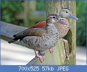 Cliquez sur l'image pour la voir en taille relle

Nom : 1280px-Ringed_Teal_pair_RWD2.jpg
Affichages : 234
Taille : 57,3 Ko
ID : 123389