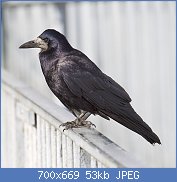 Cliquez sur l'image pour la voir en taille relle

Nom : 800px-Rook-Corvus_frugilegus.jpg
Affichages : 27
Taille : 52,8 Ko
ID : 111192